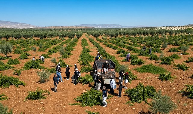 4 ülkeden gençler sınırın sıfır noktasında Horoz Karası üzümünü topladı