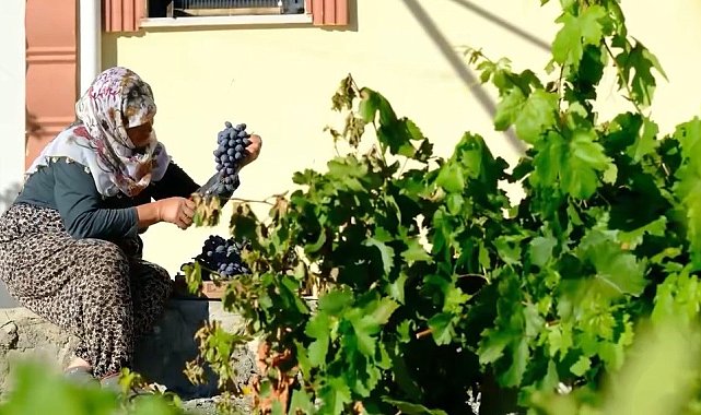 75 yıllık ömür, nasırlı eller ve Cimin üzümü