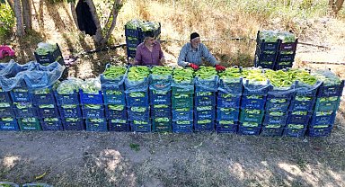 86 yaşındaki adam yetiştirdiği biberlerle bölgenin ihtiyacını karşılıyor