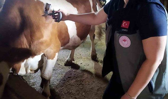 Afyonkarahisar'da şap hastalığıyla mücadele sürüyor