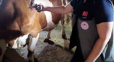 Afyonkarahisar'da şap hastalığıyla mücadele sürüyor