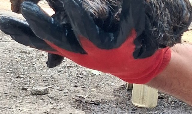 Ağrı'da ziftin içine giren yavru kedi ölümden döndü