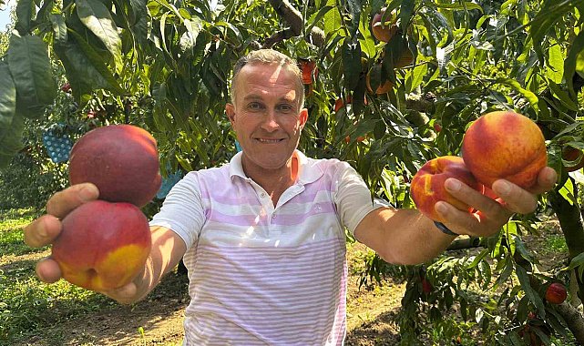 Ağustosta tarlada 10 liraya kadar düşmüştü, dalında 40 lirayı gördü