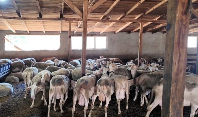 Ahırda başlayan hayalini çocuklarına miras bırakmak istiyor
