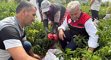 AK Partili Canbey, Kepsut'ta kapya biber hasadına katıldı
