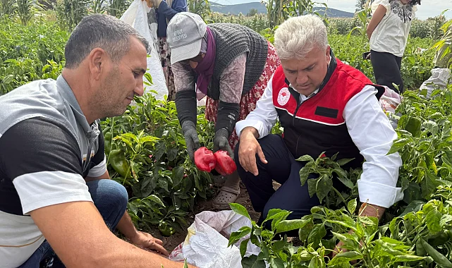 AK Partili Canbey, Kepsut'ta kapya biber hasadına katıldı