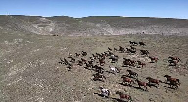 Akdağ'ın yılkı atları dronla görüntülendi