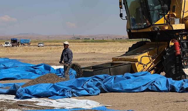 Aksaray'da ayçiçeği hasadı başladı