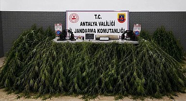 Aksu'da yasadışı kenevir operasyonu