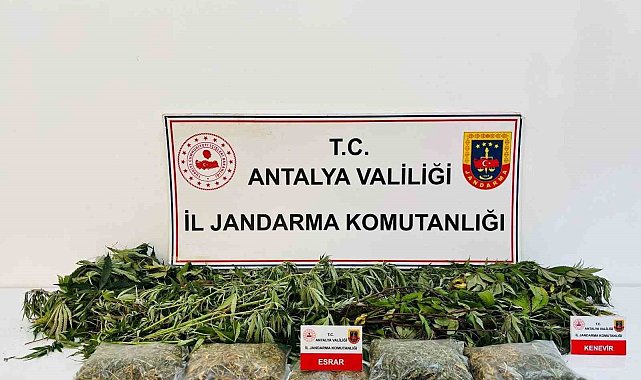 Alanya'da uyuşturucu operasyonunda 24 kök kenevir ve 2 kilo 642 gram esrar ele geçirildi