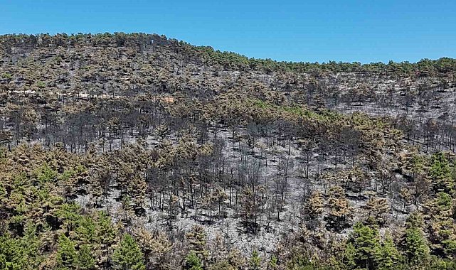 Alevler geride kara bir tablo bıraktı: 150 hektar zarar gördü