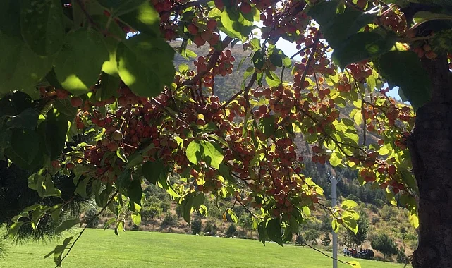 Ali Dağı 360 Kafe'de süs elması bereketi
