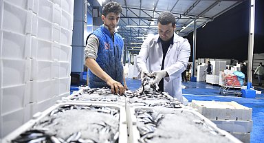 Ankara Balık Hali'nde sıkı denetim
