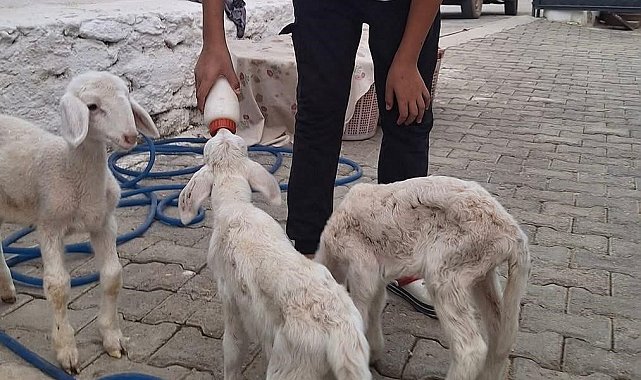Anne sütünün yetmediği sevimli kuzular biberonla besleniyor