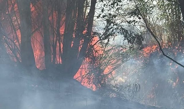 Antakya'da ağaçlık ve otluk alan yangını büyümeden söndürüldü