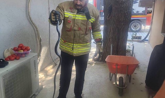 Antakya'da eve giren yılan ekipler tarafından yakalandı