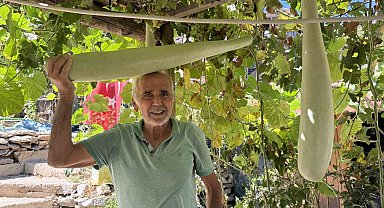 Antalya'da 96 santimetrelik su kabağı şaşkınlığı: Deneme amaçlı ekti, boyu 1 metreye dayandı