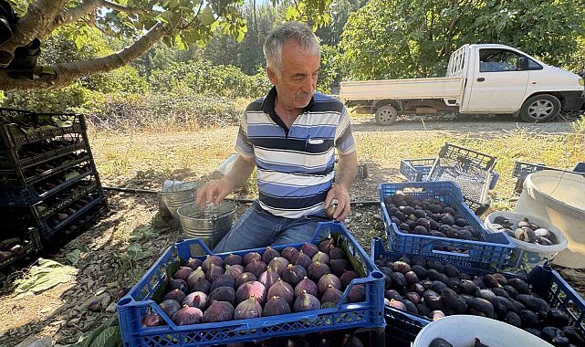 Antalya'da geciken incir hasadı düşük rekolteye sebep oldu