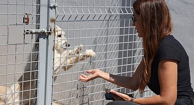 Antalya'da Sokak Hayvanları Bakımevi tam not aldı