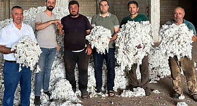 Araban Ovası'nda pamuk hasadı başladı