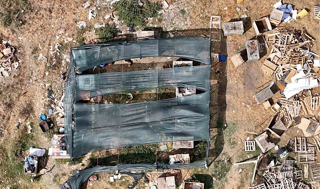Arnavutköy'de köpeklerin saldırdığı sürüde 3 hayvan telef oldu, 9'u yaralandı