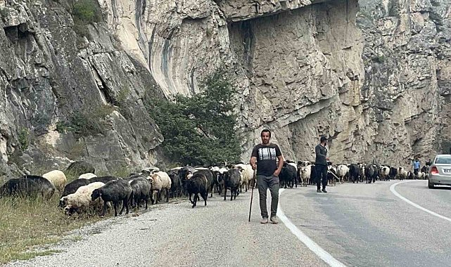 Artvin'de yaylalardan dönüş başladı