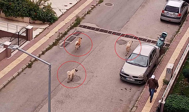 Atakum'da başıboş köpek tedirginliği
