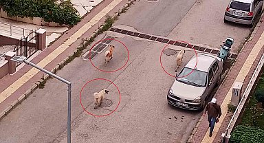 Atakum'da başıboş köpek tedirginliği
