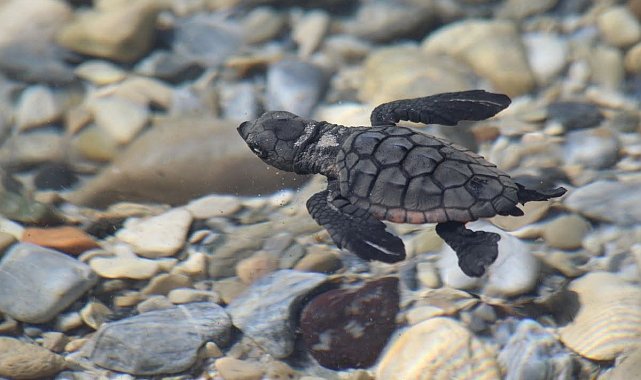 Aydın kıyılarında 214 yavru caretta denizle buluştu