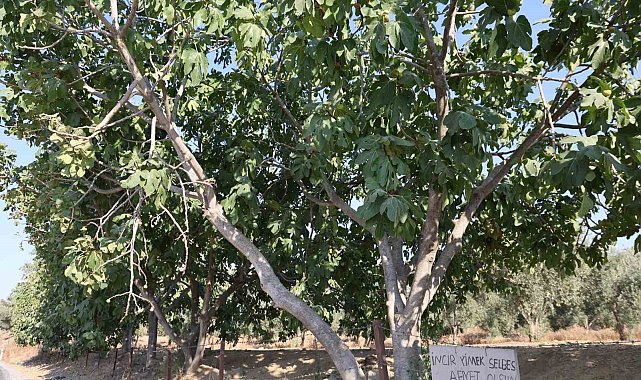 Aydın'da incir bahçesine asılan not yüzleri gülümsetti: "İncir yimek selbes"