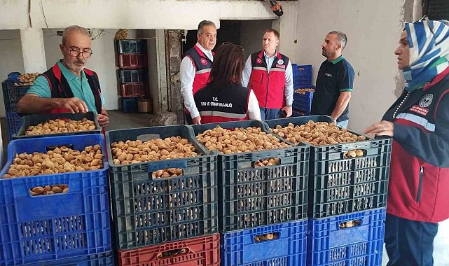 Aydın'da kuru incir için sıkı denetim