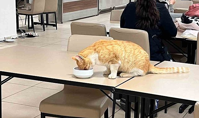 Aydın'da öğrenci yurdu yemekhanesinde tepki çeken görüntüler