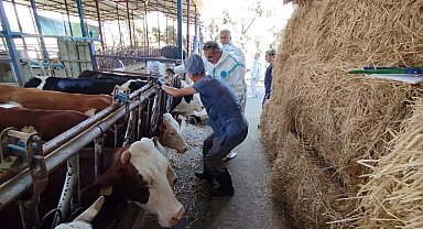 Aydın'da sonbahar şap aşısı kampanyası başladı