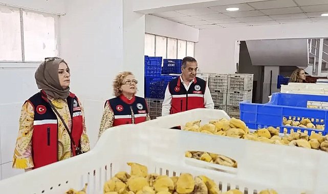 Aydın'ın sarı altını incir için denetimler sıklaştırıldı