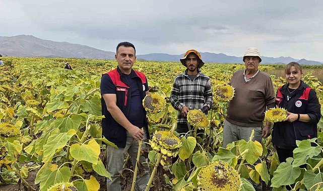 Aydıntepe'de ayçiçeği hasadı başladı