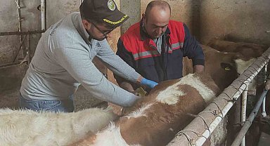 Aydıntepe'de büyükbaş hayvanlara şap aşılaması sürüyor
