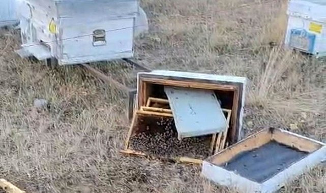 Ayılar arı kovanlarını parçaladı