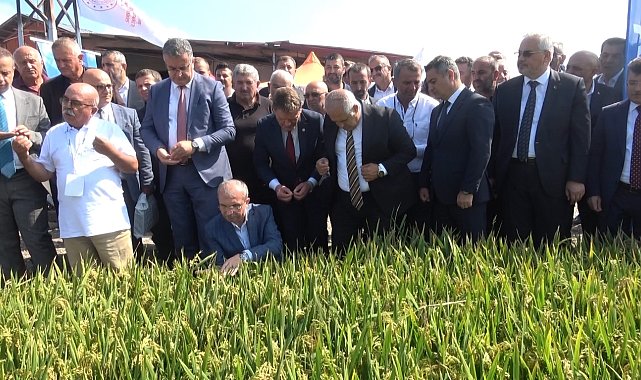 Bafra'da Türkiye'nin ilk çeltik ağası seçildi