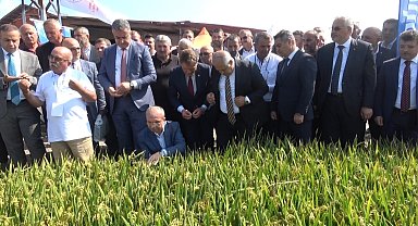 Bafra'da Türkiye'nin ilk çeltik ağası seçildi