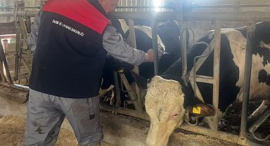 Baklan'da sonbahar dönemi şap aşılamaları başladı