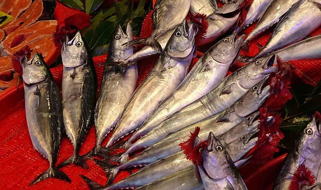 Balıkçıların yüzü güldü: Karadeniz'de palamut bereketi