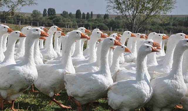 Başkanlığı bıraktı, kaz yetiştirmeye başladı