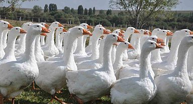 Başkanlığı bıraktı, kaz yetiştirmeye başladı
