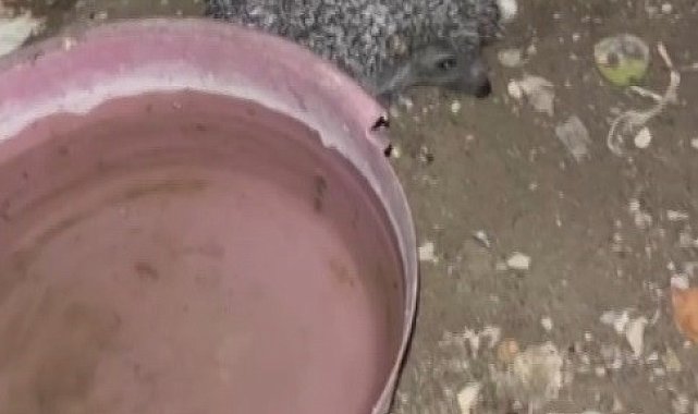 Bayburt'ta tavuklara bırakılan suya önce tilki şimdi de kirpi dadandı