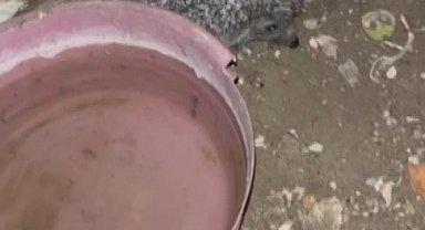 Bayburt'ta tavuklara bırakılan suya önce tilki şimdi de kirpi dadandı