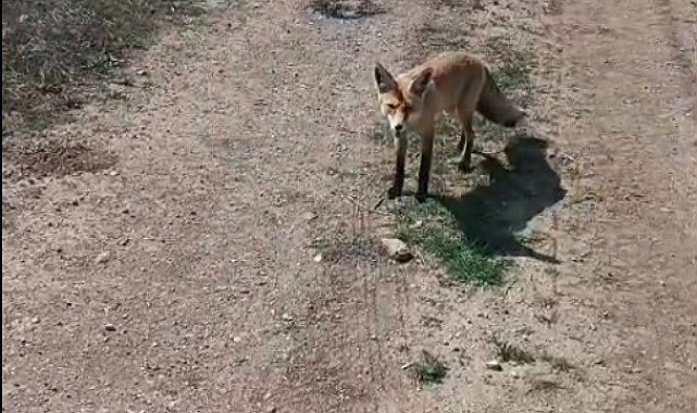Bayburtlu vatandaşın 'Mazlum' adını verdiği tilki peşinden ayrılmıyor