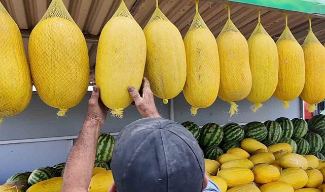 Bekledikçe güzelleşiyor, asıldıkça lezzetleniyor: Çorlu Seymen Kavunu