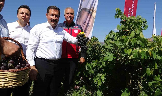 Bereketin yaşandığı üzümde bağ bozumu başladı, 85 bin ton rekolte bekleniyor