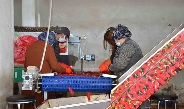 Besni'de salçalık biber sezonu başladı