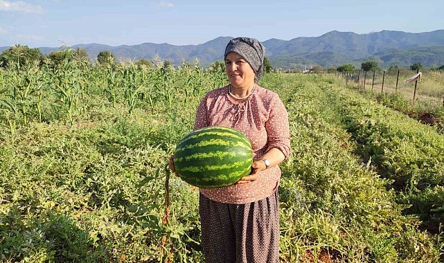 Beyağaç'ta ata tohumundan gelen bereket